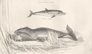Aquatic Mammalia. Genera Delphinus Balaena; D. Delphis-Dolphin; B. Mysticetus-Common Greenland Whale