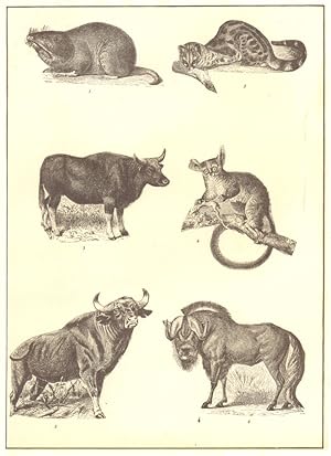 Gaur, Genet, Etc; 1. Gopher (Geomys Bursarius); 2. Genet (Viverra genetta); 3. Gayal (bos frontal...