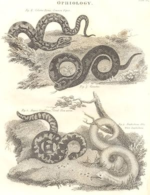 Ophiology Fig. 6. Coluber Berus, Common Viper Fig. 7. Cerastes Fig. 8. Anguis Corallinus,Coral Sl...