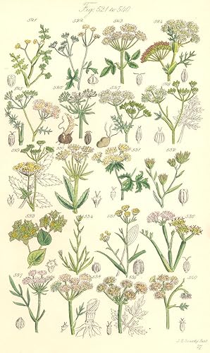 Seller image for Fig. 521. H. Inundatum. Water Marsh-Wort; Genus 9. Sison. Fig. 522. S. Amomum. Hedge Stone-wort; Genus 10. Aegopodium. Fig. 523. Ae. Podagraria. Gout Weed. Herb Gerarde; Genus 11. Carum. Fig. 524. C. Carui. Caraway; Fig. 525. C. Verticillatum. Whorled Caraway; Genus 12. Bunium. Fig. 526. B. Bulbocastanum. Large Earth-nut; Fig. 527. B. Flexuosum. Earth-nut; Genus 13. Pimpinella. Fig. 528. P. Saxifraga. Burnet-Saxifrage; Fig. 529. P. Magna. Great Burnet-Saxifrage; Genus 14. Sium. Fig. 530. S. Latifolium. Water Parsnip; Fig. 531. S. Angustifolium. Narrow-leaved Water-Parsnip; Genus 15. Bupleurum. Fig. 532. B. Odontitis. Narrow-leaved Hare's-ear; Fig. 533. B. Rotundifolium. Hare's-ear; Fig. 534. B. Tenuissimum. Slender Hare's-ear; Fig. 535.B. F for sale by Antiqua Print Gallery
