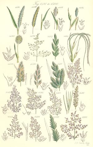 Seller image for Fig. 1481. P. Asperum. Rough Cat's-tail-grass; Fig. 1482. P. Boehmeri. Purple-stalked Cat's-tail-grass; Fig. 1483. P. Michelii; Fig. 1484. P. Arenarium. Sea Cat's-tail-grass; Genus 7. Lagurus. Fig. 1485. L. Ovatus. Hare's-tail-grass; Genus 8. Milium. Fig. 1486. M. Effusum. Millet-grass; Genus 9. Gastridium; Fig.1487. G. Lendigerum. Nit-grass; Genus 10. Stipa. Fig. 1488. S. Pinnata. Feather-grass; Genus 11. Polypogon. Fig.1 489. P. Monspeliensis. Annual Beard-grass; Fig. 1490. P. Littoralis. Perennial Beard-grass; Genus 12. Calamagrostis. Fig. 1491. C. Epigejos. Wood-reed; Fig. 1492. C. Lanceolata. Small-reed; Fig. 1493. C. Stricta. Close-reed; Genus 13. Agrostis. Fig.1494. A. Spica-venti. Silky Bent-grass; Fig. 1495. A. Canina. Brown Bent-g for sale by Antiqua Print Gallery