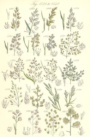 Seller image for Fig. 1521. P. Maritima. Sea Meadow-grass; Fig. 1522. Procumbens. Procumbent Meadow-grass; Fig. 1523. P. Rigida. Hard Meadow-grass; Fig. 1524. P. Compressa. Flat-stalked Meadow-grass; Fig. 1525. P. Alpina. Alpine Meadow-grass; Fig. 1526. P. Laxa. Wavy Meadow-grass; Fig. 1527. P. Bulbosa. Bulbous Meadow-grass; Fig. 1528. P. Trivialis. Rough Meadow-grass; Fig. 1529. P. Pratensis. Smooth Meadow-grass; Fig. 1530. P. Annua. Annual Meadow-grass; Fig. 1531. P. Glauca. Glaucous Meadow-grass; Fig.1532. P. Caesia; Fig. 1533. P. Nemoralis. Wood Meadow-grass; Fig. 1534. P. Borreri. Borrer's Meadow-grass; Fig. 1535. P. Fluitans. Sweet-grass; Fig. 1536. P. Loliacea. Wheat Meadow-grass; Genus 25. Triodia. Fig. 1537. T. Decumbens. Heath-grass; Genus 26. Briza. Fig. 1538. B. Media. Quaking-grass; Fig. 1539. B. Minor. Smaller Quaking-grass; Genus 27. Dactylis. Fig. 1540. D. Glomerata. Cock's-foot-grass for sale by Antiqua Print Gallery