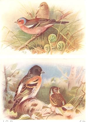 Imagen del vendedor de Chaffinch; Brambling a la venta por Antiqua Print Gallery