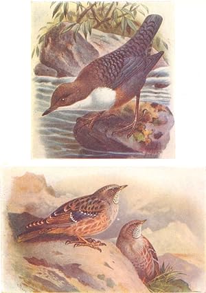 Seller image for Dipper; Alpine Accentor for sale by Antiqua Print Gallery