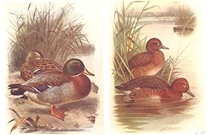 Seller image for Mallard: White-eyed Pochard for sale by Antiqua Print Gallery