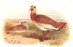 Seller image for Great Bustard for sale by Antiqua Print Gallery