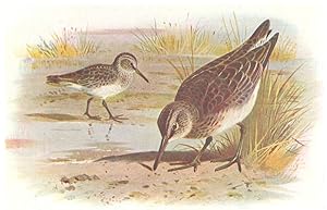 Imagen del vendedor de Broad-billed Sandpiper a la venta por Antiqua Print Gallery