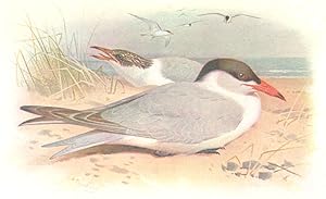 Seller image for Caspian Tern for sale by Antiqua Print Gallery