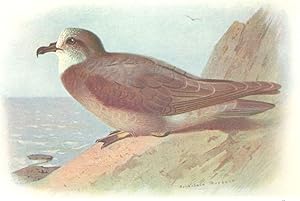 Imagen del vendedor de Collared Petrel a la venta por Antiqua Print Gallery