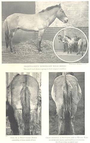 Atavism; Prejevalsky's Mongolian Wild Horse, The small inset shows a group in their original cond...