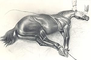 Horse Cast