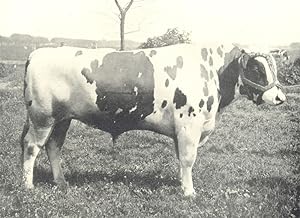 Typical Friesian Bull
