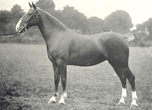 Hackney Mare - "Ophelia's Daughter Grace" 1st at the Royal Lancashire show, 1908
