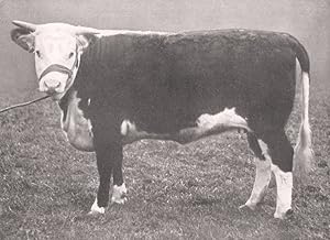Hereford Heifer- "Lemster Plum" 1st and champion female at Royal Lincoln show, 1907