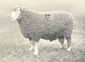 South Devon Ram first prize winner, R.A.S.E. show, 1906