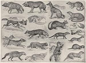 Carnivorous animals - II; 1. Aard wolf; 2. Hunting dog or hyena-dog; 3. Wolf; 4: Skull of wolf; 5...