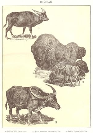 Bovidae; 1. Celebes wild Ox or Anoa; 2. North American Bison or Buffalo; 3. Indian domestic buffalo