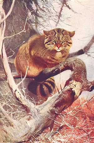 European Wildcat (Felis Catus)