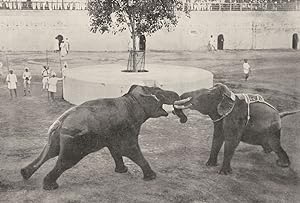 Elephants fighting - Combat between elephants, with tusks artificially truncated and trunks inter...