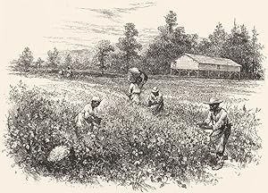 A Cotton Field