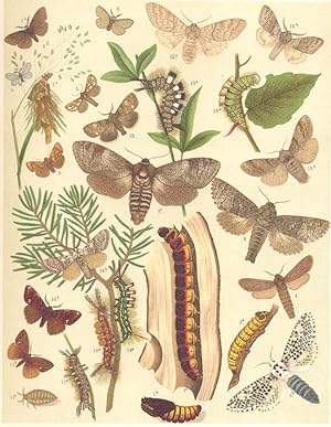 Heterocera-Bombyces-Moths; Zeuzeridae-Cochliopodidae-Psychidae -Liparidae-Goat-Moths-Case-Moths-V...