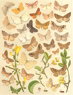 Bild des Verkufers fr Heterocera-Moths-Geometrae-Loopers; Fig. 1.-Scodiona Fagaria-Grey Scalloped Bar; Fig. 2.-Cleogene Lutearia; Fig. 3.-Scoria Lineata-Black-Veined Moth; Fig. 4.-Aspilates Strigillaria-Grass Wave; Fig. 5.-Axia Margarita; Fig. 6.-Aplasta Ononaria; Fig. 7.-Rhodometra Sacraria; Fig. 8.-Lythria Purpuraria; Fig. 9.-Eubolia Palumbaria-The Belle; Fig. 10.-Eubolia Cervinata Mallow-Moth; Fig. 11.-Eubolia Limitata-Small Mallow; Fig. 12.-Eubolia Maeniata; Fig. 13.-Eubolia Bipunctaria-Chalk Carpet; Fig. 14.-Minoa Murinata-Drab Looper; Fig. 15.-Odezia Atrata-Chimney Sweep; Fig. 16.-Siona Decussata; Fig. 17.-Chesias Griseata; Fig. 18.-Chesias Farinata-The Snowy; Fig. 19.-Anaitis Plagiata-Slender Treble-bar; Fig. 20.-Anaitis Paludata-Manchester Treble-bar; Fig. 21.-Chesias Spartiata-The Streak : a Larva. b Imago; Fig. 22.-Chesias Rufata-The Chevron; Fig. 23.-Lobophora Carpinata-Early Tooth-striped; Fig. 24.-Sparta Paradoxaria; Fig. 25.-Cheimatobia Brunata - Winter Moth : a Larva. b Pupa. c Male. d Female zum Verkauf von Antiqua Print Gallery