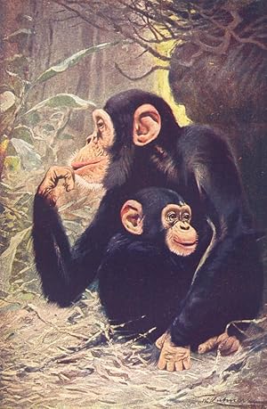 Chimpanzee (Anthropopithecus Niger)