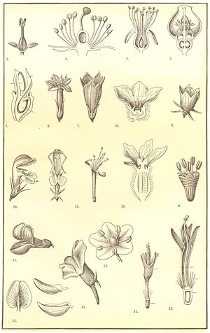 Seller image for Morphology of Flowers- I; 1. Ash flower; 2. Section of flower of Hippuris; 3. Hypogynous flower (sun-rose); 4. Perigynous flower (cherry); 5. Epigynous flower (whortleberry); 6. Flower of Elm; 7,9. Funnel-shaped corollas of Gentian; 8. Bell-shaped corolla; 10. Rotiform corolla; 11. Tubular corolla (bluebottle); 12. Sections of bluebottle; 13. Two-lobed flower; 14. Labiate flower; 15. Papilionaceous corolla; 16. Parts of a papilionaceous corolla; 17. Personate corolla (spurred); 18. Male (staminate) flower (melon); 19. Female (pistillate) flower (melon) for sale by Antiqua Print Gallery