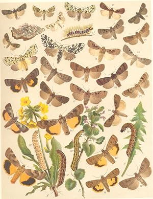 Heterocera-Noctuae-Owl-Moths; Fig. 1.-Bryophila Raptricula : a Larva. b Imago; Fig. 2.-Bryophila ...