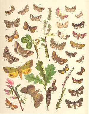 Seller image for Heterocera-Noctuae-Owl-Moths; Fig. 1.-Aedia Leucomelas; Fig. 2.-Aedia Funesta; Fig. 3.-Anarta Myrtilli-Beautiful Yellow Underwing : a Larva. b Imago; Fig. 4.-Anarta Cordigera-Small Dark Yellow Underwing; Fig. 5.-Heliaca Tenebrata-Small Yellow Underwing; Fig. 6.- Anthoecia Cardui; Fig. 7.-Heliothis Ononis; Fig. 8.-Heliothis Dipsacea-Marbled Clover; Fig. 9.-Heliothis Scutosa-Spotted Clover Moth: a Larva. b Imago; Fig. 10.-Heliothis Peltigera-Bordered Straw; Fig. 11.-Chariclea Delphinii-Pease-blossom Moth; Fig. 12.-Pyrrhia Umbra-Bordered Sallow : a Larva. b Imago; Fig. 13.-Acontia Lucida; Fig. 14.-Acontia Luctuosa-Four-spotted Moth; Fig. 15.-Anthophila Respersa; Fig. 16.-Anthophila Purpurina; Fig. 17.- Anthophila Paula; Fig. 18.-Erastria Bankiana-Silver Barred; Fig. 19.-Erastria Uncula-Silver Hook; Fig. 20.-Erastria Deceptoria; Fig. 21.-Erastria Fasciana-Marbled White Spot; Fig. 22.-Emmelia Trabealis-Spotted Sulphur; Fig. 23.- Euclidia Mi-Mother Shipton; Fig. 24.-Euclidia Glyphica-False B for sale by Antiqua Print Gallery