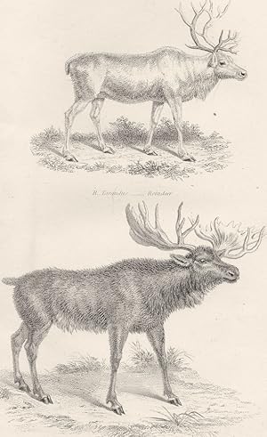 Deer (Cervidae); R. Tarandus.- Reindeer; A. Palmatus'.-Elk or Moose Deer