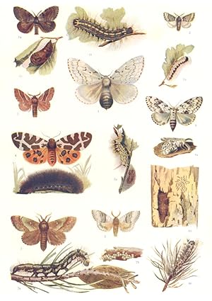 Bild des Verkufers fr Moths destructive to foliage; 1. Gypsy moth (Porthetria dispar), female; a, male; b, feeding caterpillar; c, Pupa; 2. European Processionary moth; a, feeding caterpillar; 3. Lackey moth; 4. Tiger moth and its "woolly bear" caterpillar; 5. Tussock moth; a, caterpillar and cocoon with pupa; 6. Psilura Moth (Psilura monacha), female; a, male; b, eggs, young caterpillars and pupa, on the under side of a piece of bark; c, feeding caterpillar; 7. Pine moth (Gastropacha), female; a, feeding caterpillar and cocoon; b, eggs zum Verkauf von Antiqua Print Gallery