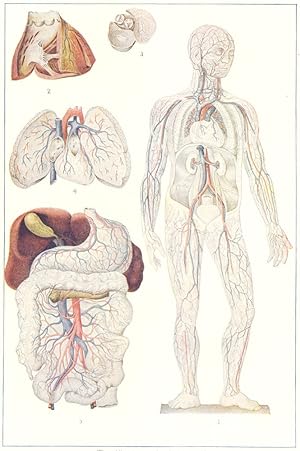 Imagen del vendedor de Circulatory System; 1. General circulation in the human body; 2. The heart, showing interior; 3. Cross-section of the heart, seen from above; 4. Circulation of blood in the lungs; 5. Circulation of blood in digestive tract a la venta por Antiqua Print Gallery