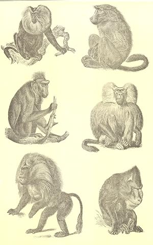 Baboons; 1. Bearded Ape (Cynocephalus silenus); 2. Chacma (Cynocephalus porcarius); 3. Tufted Bab...