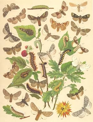 Immagine del venditore per Heterocera-Bombyces-Noctuae-Moths. Notodontidae-Thyatiridae-Bombycoidae-Acronyctidae; Fig.1.-Thaumatopoea Processionea-Processionary Moth : a Larva. b Male. c Female; Fig. 2.-Thaumatopoea Pityocampa-Pine Processionary Moth; Fig. 3.-Habrosyne Derasa-Buff Arches; Fig. 4.-Thyatira Batis-Peach-Batis-Peach blossom Moth : a Larva. b Imago; Fig. 5.-Bombycia Octogesima-Figure of 8o Moth; Fig. 6.-Bombycia Or-Poplar Lutestring : a Larva. b Imago; Fig. 7.-Polyploca Flavicornis-Yellow-horned Moth : a Larva. b Imago; Fig. 8.-Polyploca Ridens-Frosted Green : a Larva. b Imago; Fig. 9.-Diloba Caeruleocephala-Figure of 8 Moth : a Larva. b Imago; Fig. 10.-Arsilonche Albovenosa; Fig. 11.-Demas Coryli-Nut-tree Tussock; Fig. 12.-Acronycta Leporina-Miller; Fig. 13.-Acronycta Aceris-Sycamore Moth : a Larva. b Imago; Fig. 14.-Acronycta Megacephala-Poplar Grey : a Larva. b Imago. Fig. 15.-Acronycta Alni-Alder Moth : a Larva. b Imago; Fig. 16.-Acronycta Tridens-Dark Dagger Moth; Fig. 17.-Acronycta Psi-Common Da venduto da Antiqua Print Gallery