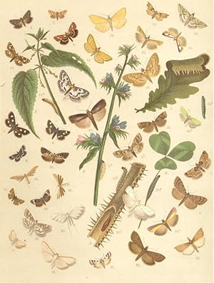 Immagine del venditore per Heterocera-Moths; Fig. 1.-Odontia Dentalis-Starry Brindle : a Larva. b Imago; Fig. 2.-Pyralis Farinalis-Meal Moth; Fig. 3.-Aglossa Pinguinalis-Meal Moth; Fig. 4.-Threnodes Pollinalis; Fig. 5.-Hercyna Phrygialis; Fig. 6.-Pyrausta Purpuralis-Crimson and Gold; Fig. 7.-Rhodaria Sanguinalis-Scarce Crimson and Gold; Fig. 8.-Ennychia Nigrata-Wavy-barred Sable; Fig. 9.-Ennychia Funebris-White Spot; Fig.10.-Agrotera Nemoralis-Rare Rosy-flounced Moth; Fig. 11.-Cataclysta Lemnata-Small China Mark; Fig. 12.-Hydrocampa Nymphaeata-Beautiful China Mark; Fig. 13.-Margaronia Unionalis; Fig. 14.-Botys Flavalis-Gold China Mark; Fig. 15.-Botys Hyalinalis-Scarce Pearl Moth; Fig. 16.-Botys Ruralis-Mother-of-Pearl Moth; Fig. 17.-Botys Urticata-Small Magpie Moth : a Larva. b Imago; Fig. 18.-Ebulea Sambucalis-Garden China Mark; Fig. 19.-Spilodes Aeruginalis; Fig. 20.-Mecyna Polygonalis; Fig. 21.-Scoparia Dubitalis-Hoary Grey; Fig. 22.-Chilo Gigantellus-Gigantic Veneer; Fig. 23.-Crambus Selasellus-Pale Streaked venduto da Antiqua Print Gallery