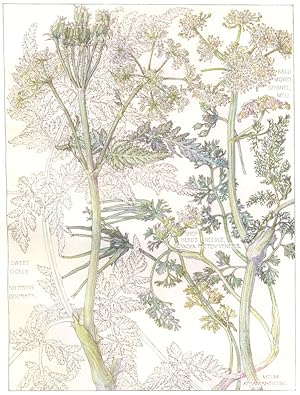 Seller image for Bald Money Spignel Meu; Shep Herd's Needle; Sweet Cicely - The parsley family. [Order XXXIV. Umbelliferae] Plate 57 for sale by Antiqua Print Gallery