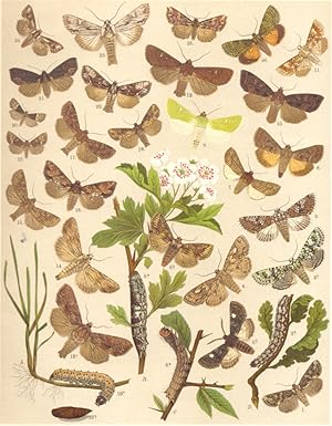 Immagine del venditore per Heterocera-Noctuae-Owl-Moths; Fig. 1.-Dryobota Protea-Brindled Green; Fig. 2.-Dichonia Aprilina-Marvel-du-Jour. a Larva. b Imago; Fig. 3.-Chariptera Culta; Fig. 4.-Miselia Bimaculosa-Double-spot Brocade; Fig. 5.-Miselia Oxyacanthae-Ealing's Glory. a Larva. b Imago; Fig. 6.-Valeria Oleagina. a Larva. b Imago; Fig. 7.-Apamea Testacea-Flounced Rustic; Fig. 8.-Celaena Matura-Straw Underwing; Fig. 9.-Luceria Virens; Fig. 10.-Hadena Satura-Beautiful Arches; Fig. 11.-Hadena Ochroleuca-Dusky Sallow; Fig. 12.-Hadena Lateritia; Fig. 13.-Hadena Monoglypha-Dark Arches. a. Larva. b Pupa. c Imago; Fig. 14.-Hadena Lithoxylea-Light Arches; Fig. 15.-Hadena Basilinea-Rustic Shoulder-knot; Fig. 16.-Hadena Rurea-Clouded-bordered Brindle; Fig. 17.-Hadena Gemina-Brown-pinioned Brocade; Fig. 18.-Hadena Secalis-Common Rustic; Fig. 19.-Hadena Strigilis-Marbled Mirror; Fig. 20.-Hadena Furuncula-Cloaked Mirror; Fig. 21.-Dipterygia Pinastri-Bird's Wing; Fig. 22.-Hyppa Rectilinea-Clouded Brocade; Fig. 23.-Rhizogra venduto da Antiqua Print Gallery