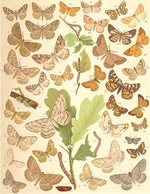 Immagine del venditore per Heterocera-Moths-Geometrae-Loopers; Fig. 1.-Boarmia Cinctaria-Ringed Carpet; Fig. 2.-Boarmia Rhomboidaria-Willow Beauty; Fig. 3.-Boarmia Secundaria; Fig. 4.-Boarmia Ribeata-Satin Carpet; Fig. 5.-Boarmia Repandata-Mottled Beauty; Fig. 6.-Boarmia Roboraria-Great Oak Beauty : a Larva. b Pupa. c Imago; Fig. 7.-Boarmia Consortaria-Pale Oak Beauty; Fig. 8.-Boarmia Viduata-Speckled Beauty; Fig. 9.-Boarmia Lichenaria-Brussels Lace: a Larva. b Imago; Fig. 10.-Boarmia Crepuscularia-Small Engrailed; Fig. 11.-Boarmia Consonaria -Square Spot : a Larva. b Imago; Fig. 12.-Boarmia Luridata -Brindled White-spot; Fig. 13.-Boarmia Punctularia-Grey Birch Moth; Fig. 14.-Gnophos Furvata; Fig. 15.-Gnophos Obscurata -Dark Annulet; Fig. 16.-Gnophos Glaucinaria; Fig. 17.-Gnophos Dilucidaria; Fig. 18.-Gnophos Obfuscata; Fig. 19.-Psodos Quadrifaria; Fig. 20.-Pygmaena Fusca; Fig. 21.-Fidonia Fasciolaria; Fig. 22.-Fidonia Famula; Fig. 23.-Fidonia Roraria; Fig. 24.-Fidonia Plumistaria; Fig. 25.-Fidonia Atomaria-Comm venduto da Antiqua Print Gallery