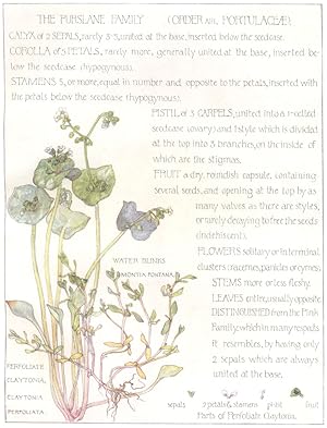 Seller image for Water Blinks - The Purslane family. [Order XIII. Portulaceae] Plate 26 for sale by Antiqua Print Gallery