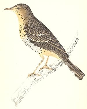 Tree Pipit