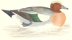 Wigeon