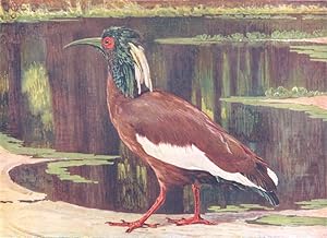 Seller image for Crested IBIS for sale by Antiqua Print Gallery