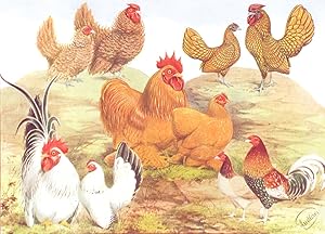 Bantams: Frizzles; Buff Pekins; Golden Sebrights; Japanese; Old English Game