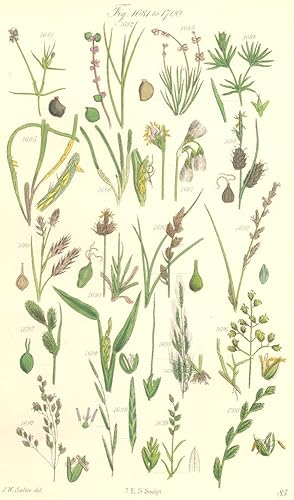 Seller image for Order CIV. Potamogetonaceae. (Naiadaceae [in part], p.136.) Genus 1. Potamogeton. Pond-weed. Fig. 1681. P. Trichoides; Fig. 1682. P. Zosteraefolius; Fig. 1683. P. Filiformis; Order CIV. Naiadaceae. Genus 1. Naias. Fig. 1684. Naias Flexilis; Genus 2. Zostera. Grass-wrack. Fig. 1685. Z. Marina, var. Angustifolia; Fig. 1686. Z. Nana; Order CV. Cyperaceae. Genus 8. Eriophorum. Cotton-grass. Fig. 1687. E. Gracile; Genus 10. Carex. Sedge. Fig. 1688. C. Grahami; Fig. 1689. C. Irrigua; Fig. 1690. C. Montana; Fig. 1691. C. Paradoxa; Fig. 1692. C. Bonninghausiana; Fig. 1693. C. Buxbaumii; Order CVI. Gramineae. Genus 6*. Leersia. Cut-grass. Fig. 1694. L. Oryzoides; Genus 13*. Apera. Wind-grass. Fig. 1695. A. Interrupta; Genus 24. Poa. Meadow-grass. Fi for sale by Antiqua Print Gallery