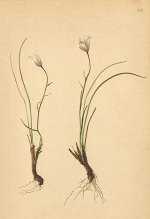 Seller image for Lloydia serotina (L.) Salisb.- Zwerglilie for sale by Antiqua Print Gallery