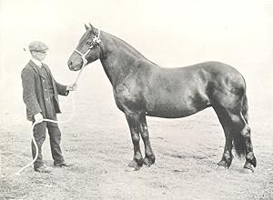 Highland Pony Mare - "Braulin" winner of president's Medal, H.& A.S. show, 1908