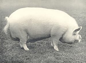 Middle White Boar - "Walton Turret 7th." winner of first prize and champion, R.A.S.E. show, 1905