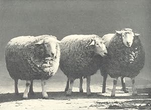 Roscommon Rams first prize and challenge cup, Royal Dublin Society's show, 1906