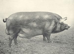 Tamworth Boar - "Ashley Abbot" first at R.A.S.E. show, 1910